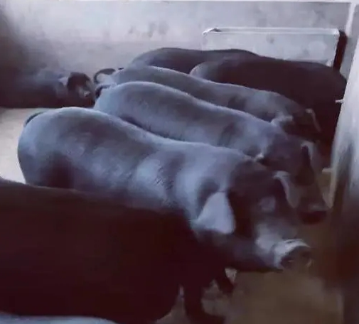 电竞游戏